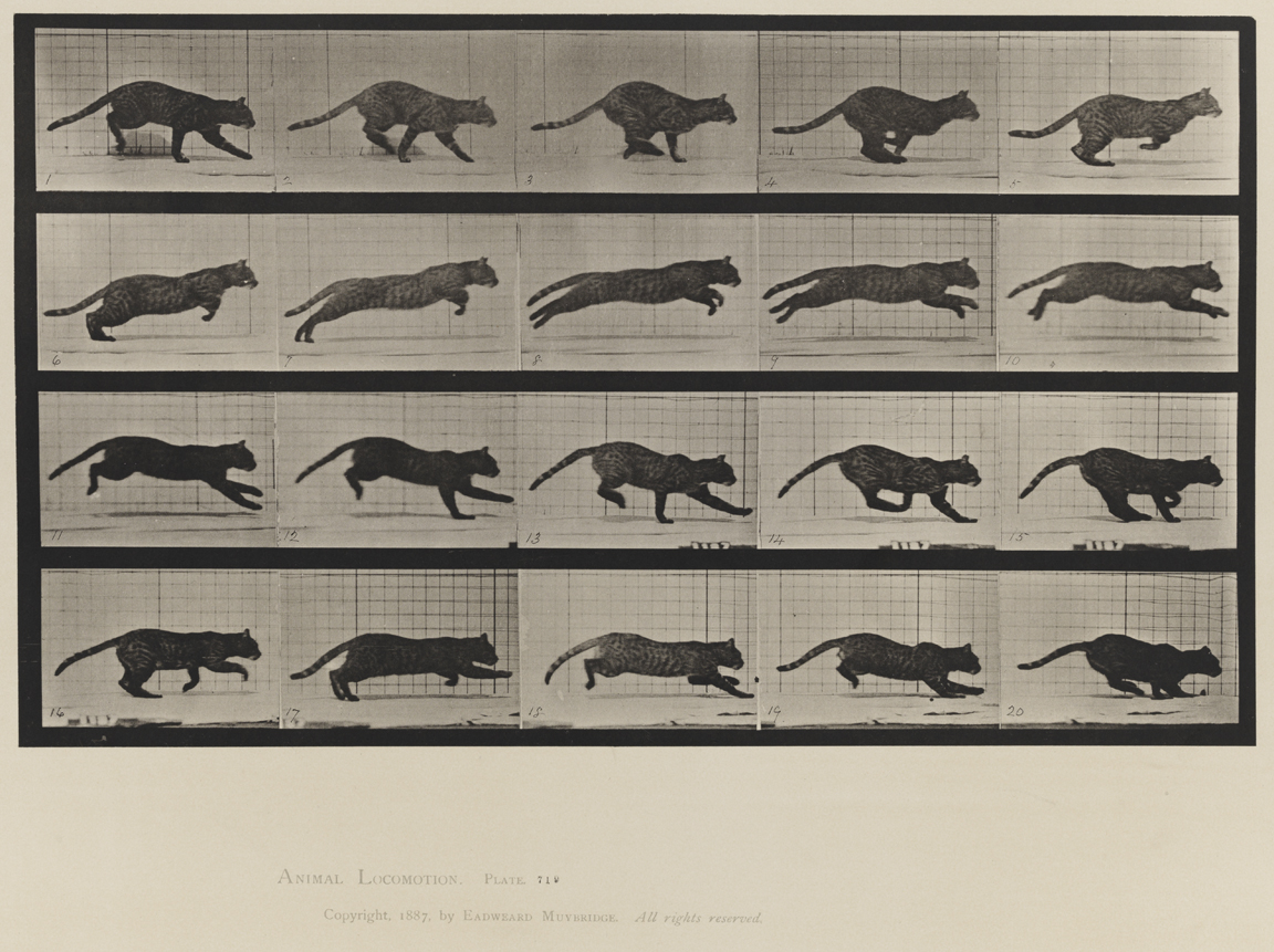 Animal Locomotion, Volume X, Domestic Animals. Plate 719