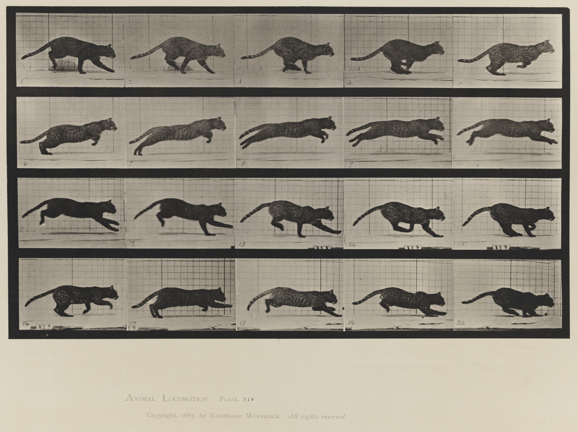 Eadweard Muybridge Animal Locomotion Volume X Domestic Animals Eadweard Muybridge Animal Locomotion Volume X Domestic Animals