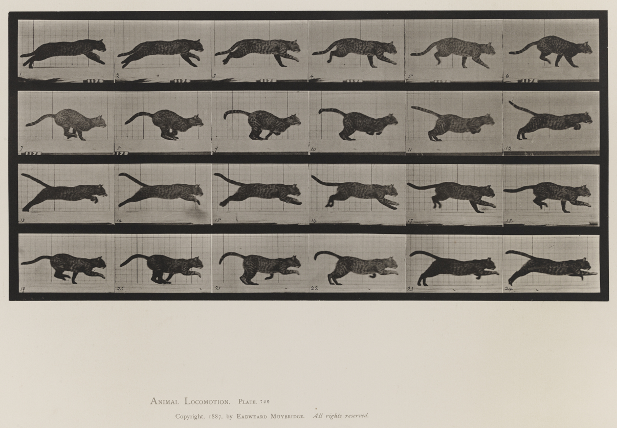 Animal Locomotion, Volume X, Domestic Animals. Plate 720