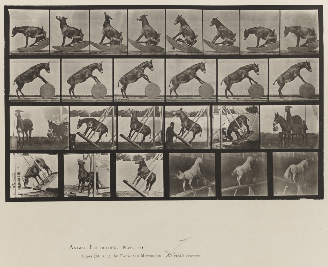 Animal Locomotion, Volume X, Domestic Animals. Plate 660