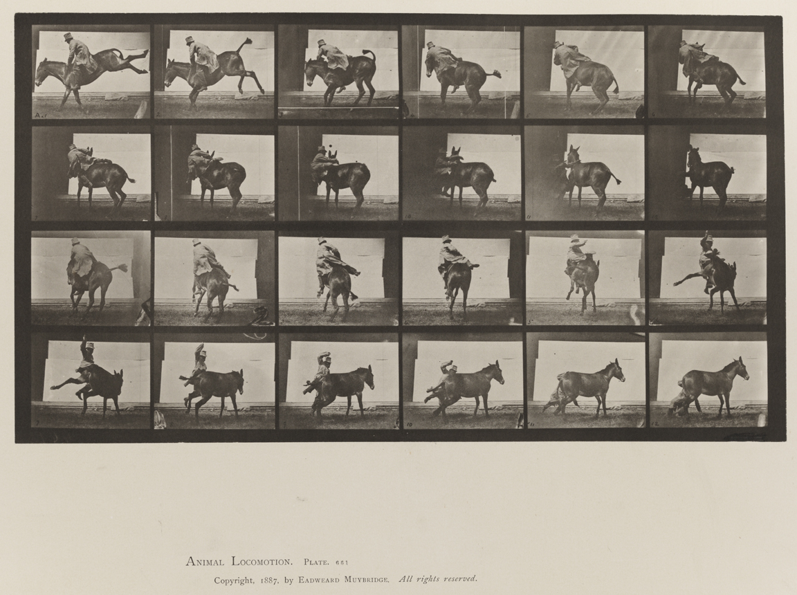 Animal Locomotion, Volume X, Domestic Animals. Plate 661