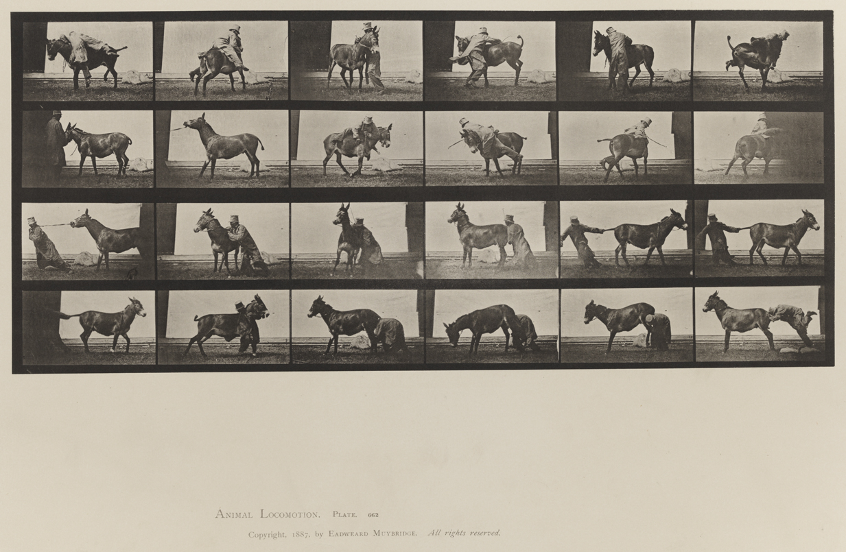 Eadweard Muybridge | Animal Locomotion. An Electro 