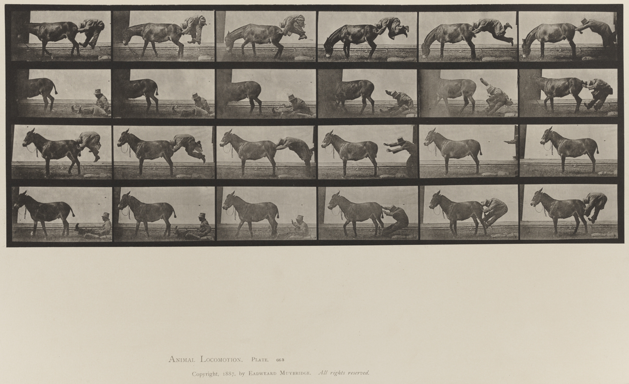 Animal Locomotion, Volume X, Domestic Animals. Plate 663