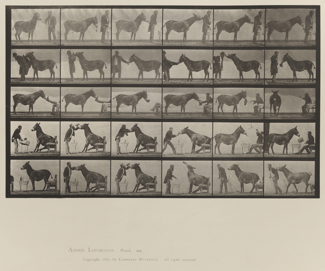 Animal Locomotion, Volume X, Domestic Animals. Plate 664