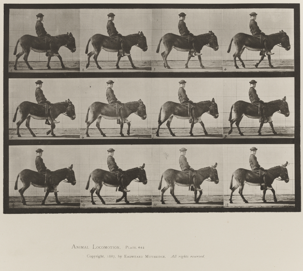 Animal Locomotion, Volume X, Domestic Animals. Plate 665