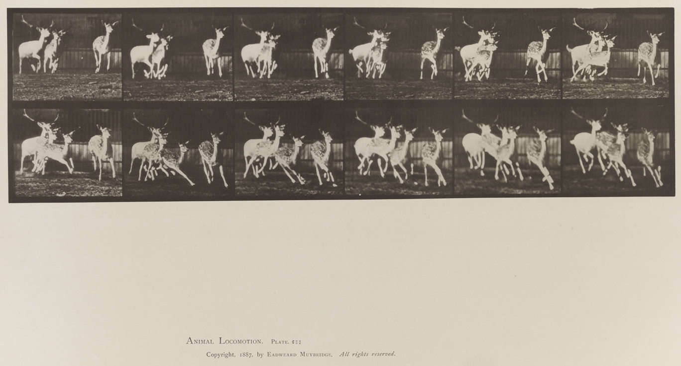 Animal Locomotion, Volume XI, Wild Animals and Birds. Plate 688