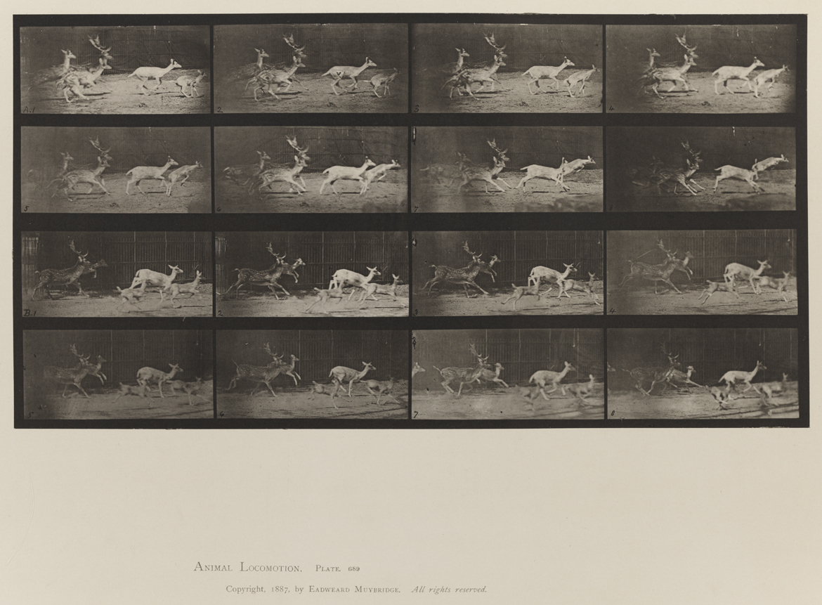 Animal Locomotion, Volume XI, Wild Animals and Birds. Plate 689