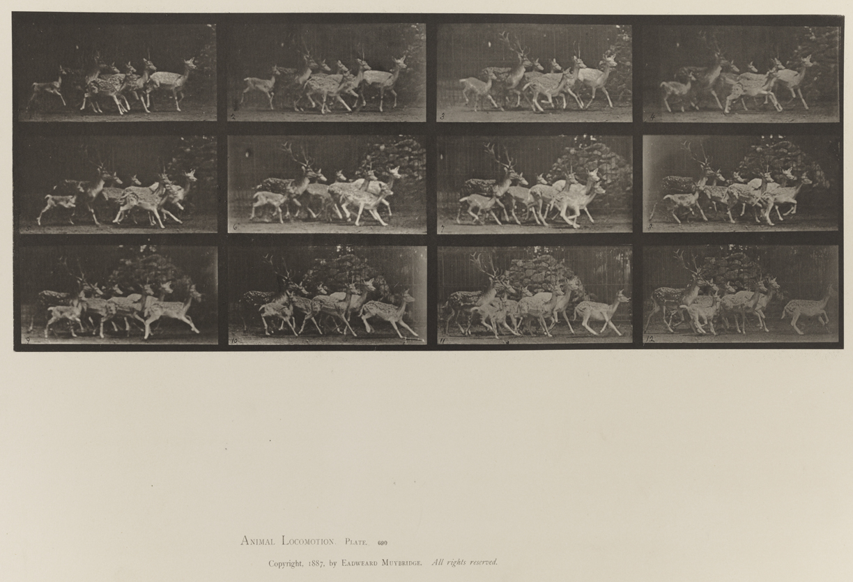Animal Locomotion, Volume XI, Wild Animals and Birds. Plate 690