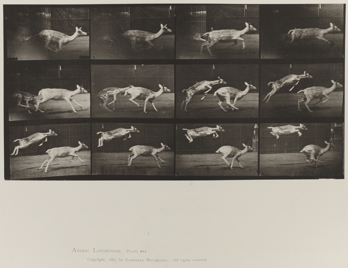 Animal Locomotion, Volume XI, Wild Animals and Birds. Plate 691