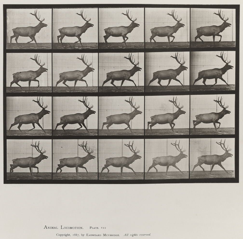 Animal Locomotion, Volume XI, Wild Animals and Birds. Plate 692
