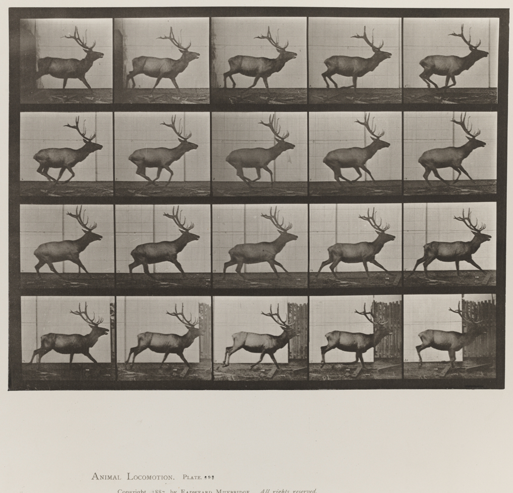 Animal Locomotion, Volume XI, Wild Animals and Birds. Plate 693