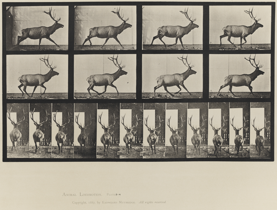 Animal Locomotion, Volume XI, Wild Animals and Birds. Plate 694