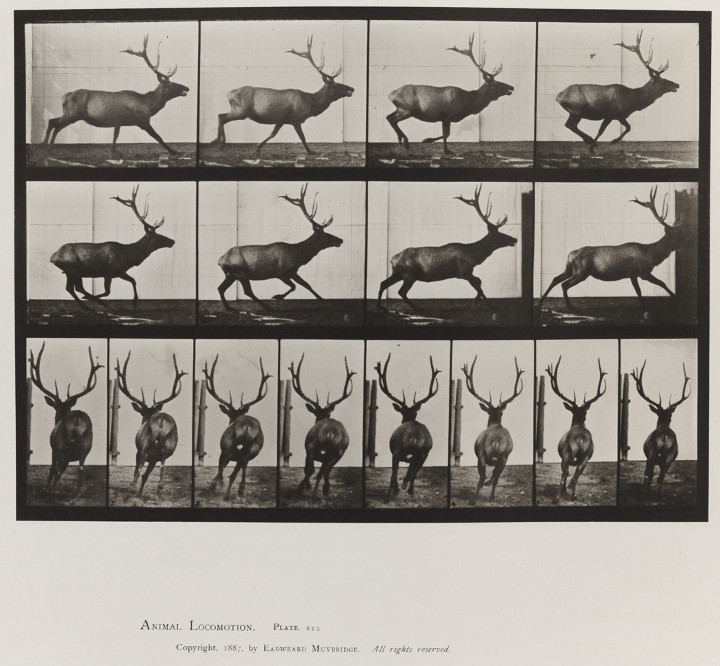 Animal Locomotion, Volume XI, Wild Animals and Birds. Plate 695