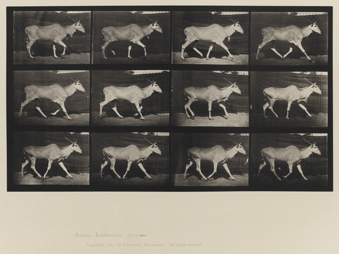 Animal Locomotion, Volume XI, Wild Animals and Birds. Plate 696