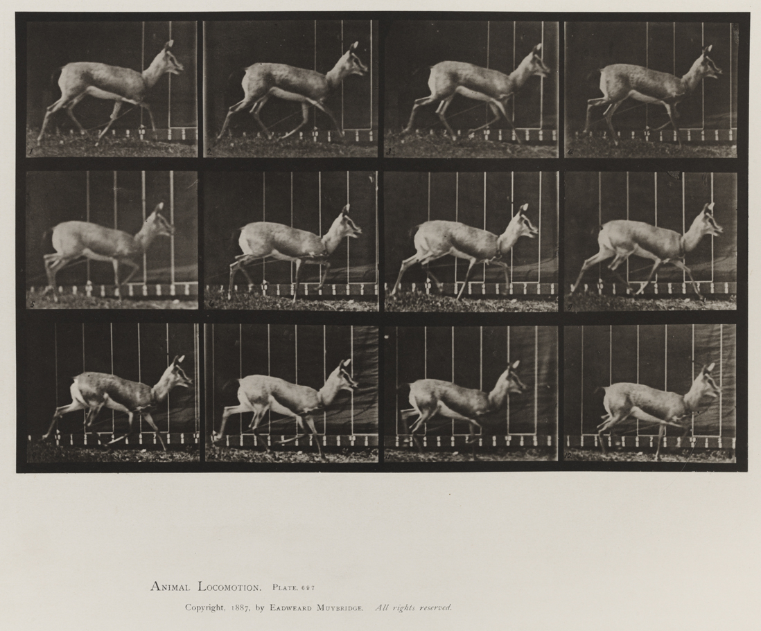 Animal Locomotion, Volume XI, Wild Animals and Birds. Plate 697