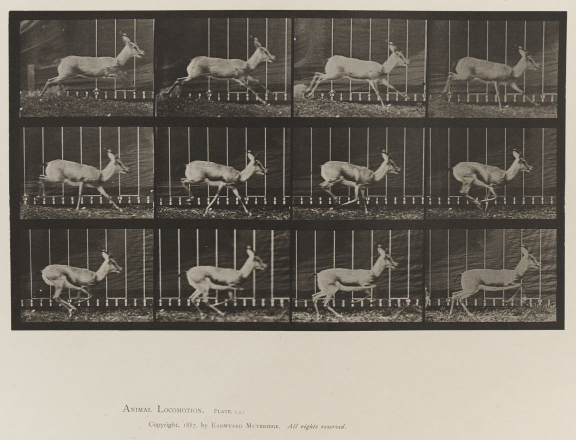 Animal Locomotion, Volume XI, Wild Animals and Birds. Plate 698