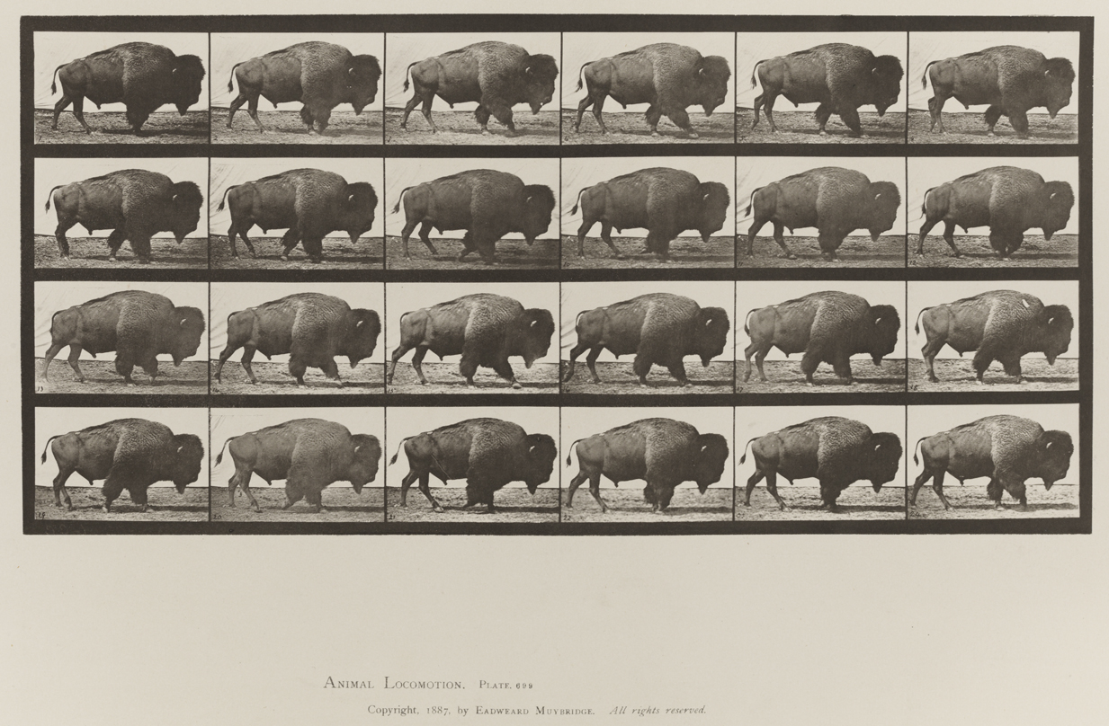 Animal Locomotion, Volume XI, Wild Animals and Birds. Plate 699