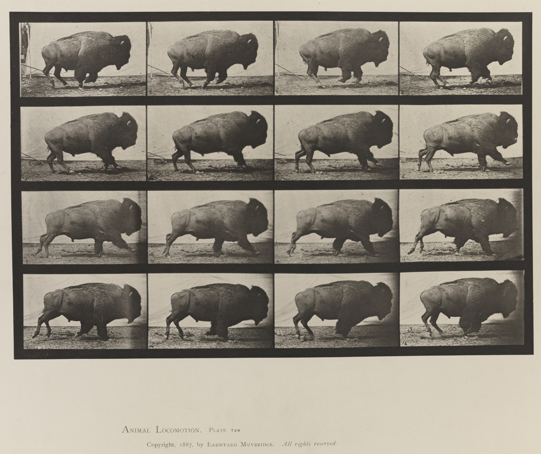 Animal Locomotion, Volume XI, Wild Animals and Birds. Plate 700