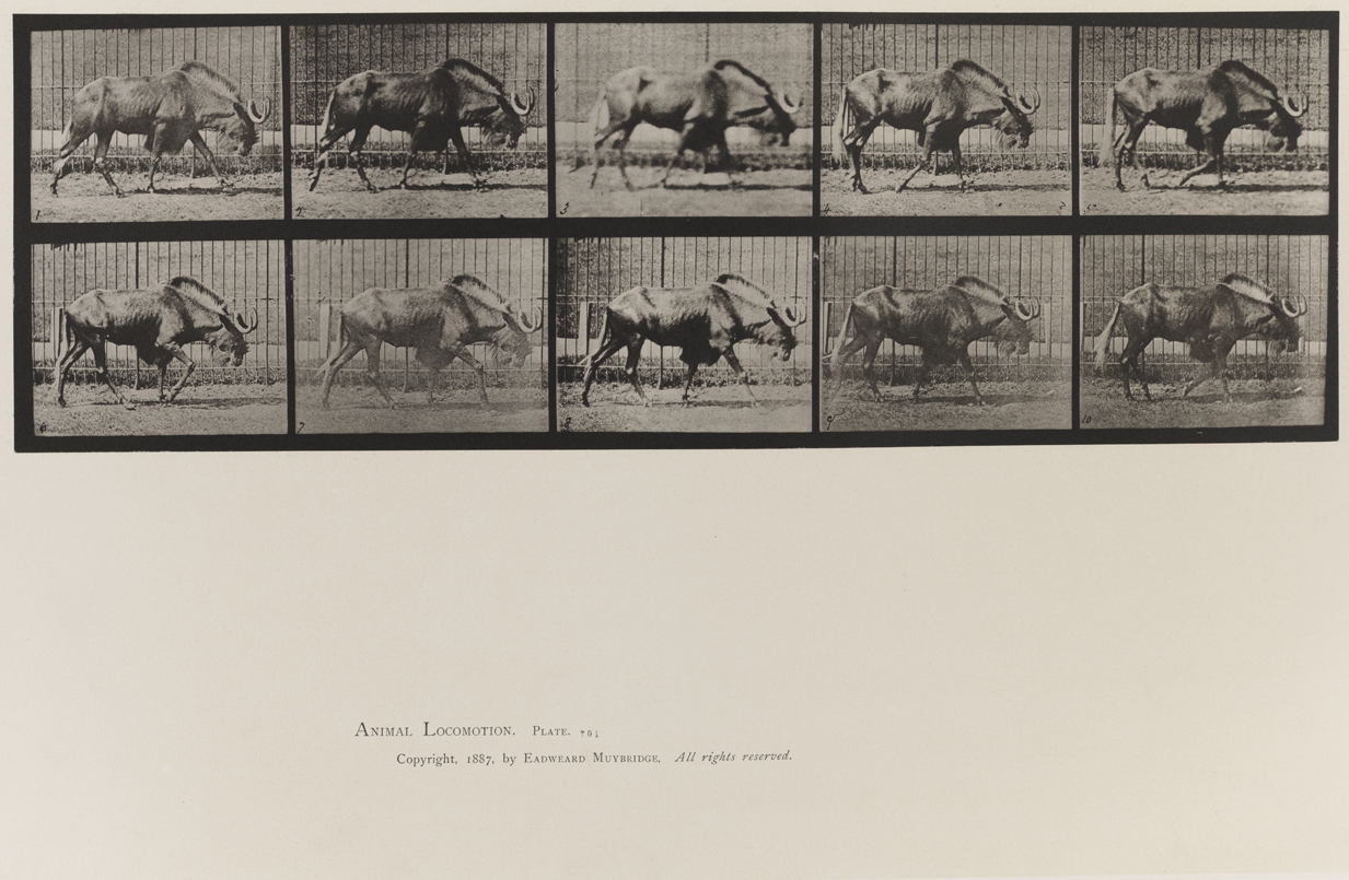 Animal Locomotion, Volume XI, Wild Animals and Birds. Plate 701