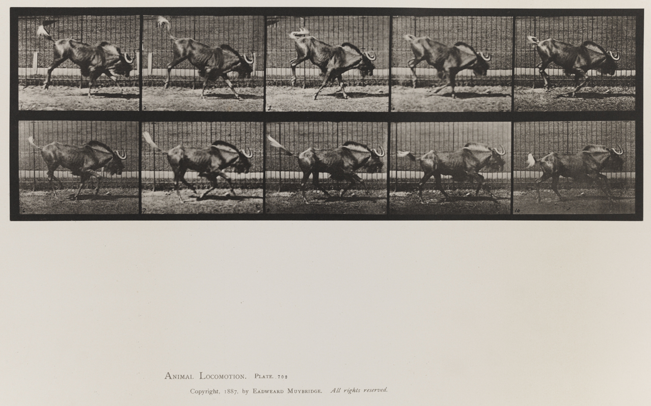 Animal Locomotion, Volume XI, Wild Animals and Birds. Plate 702