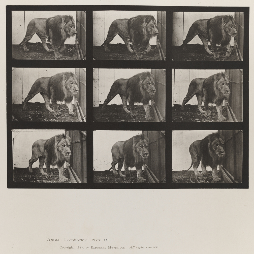 Animal Locomotion, Volume XI, Wild Animals and Birds. Plate 721