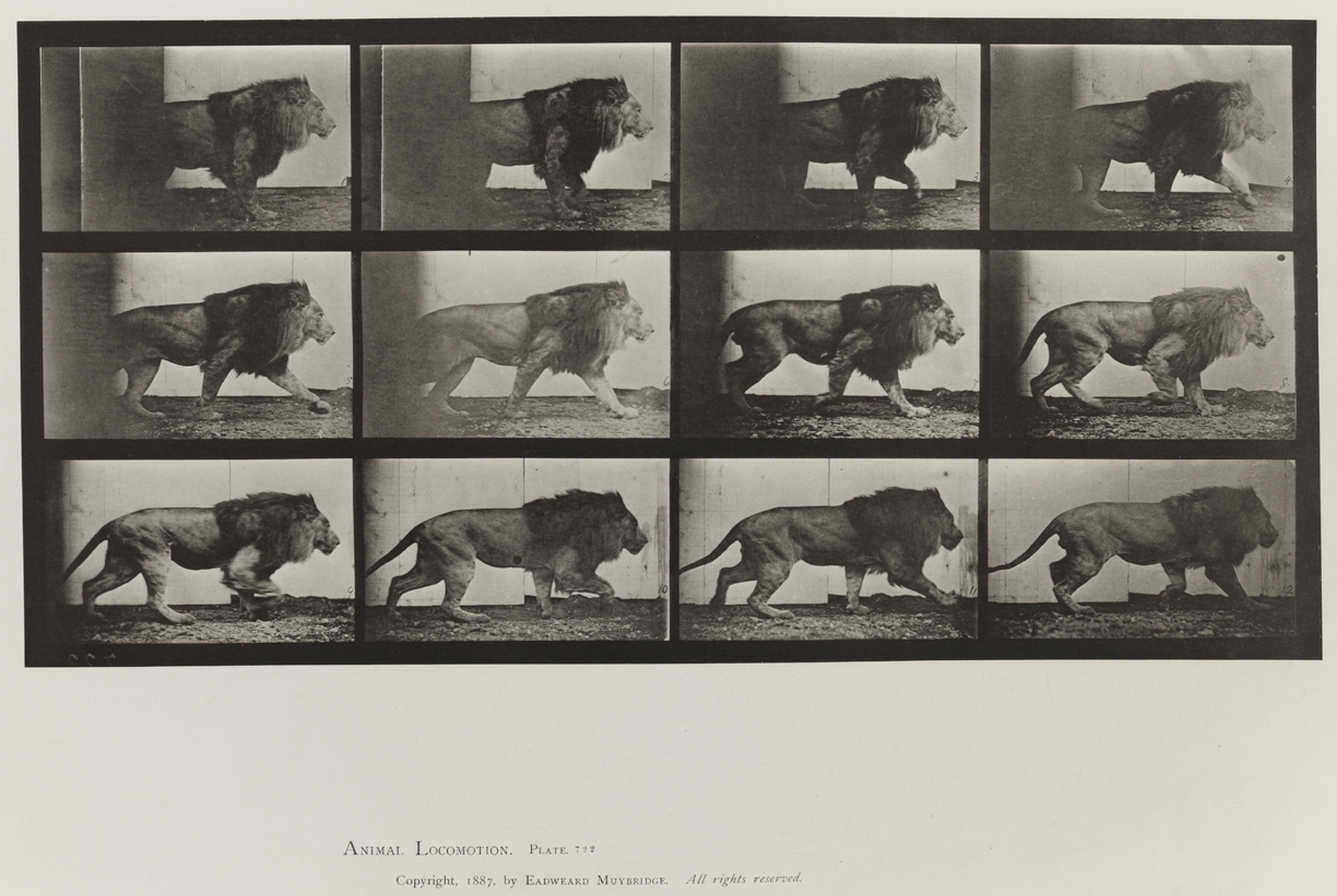 Animal Locomotion, Volume XI, Wild Animals and Birds. Plate 722