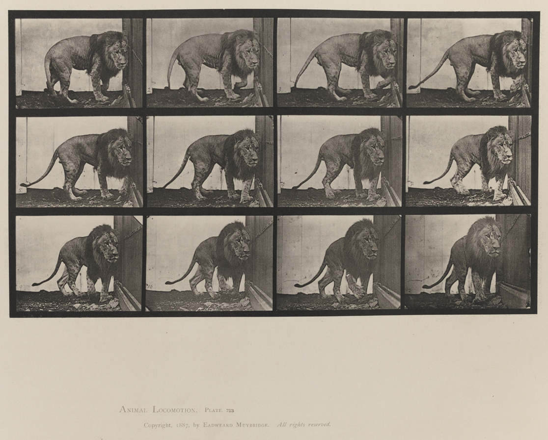 Animal Locomotion, Volume XI, Wild Animals and Birds. Plate 723