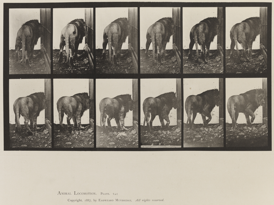 Animal Locomotion, Volume XI, Wild Animals and Birds. Plate 724