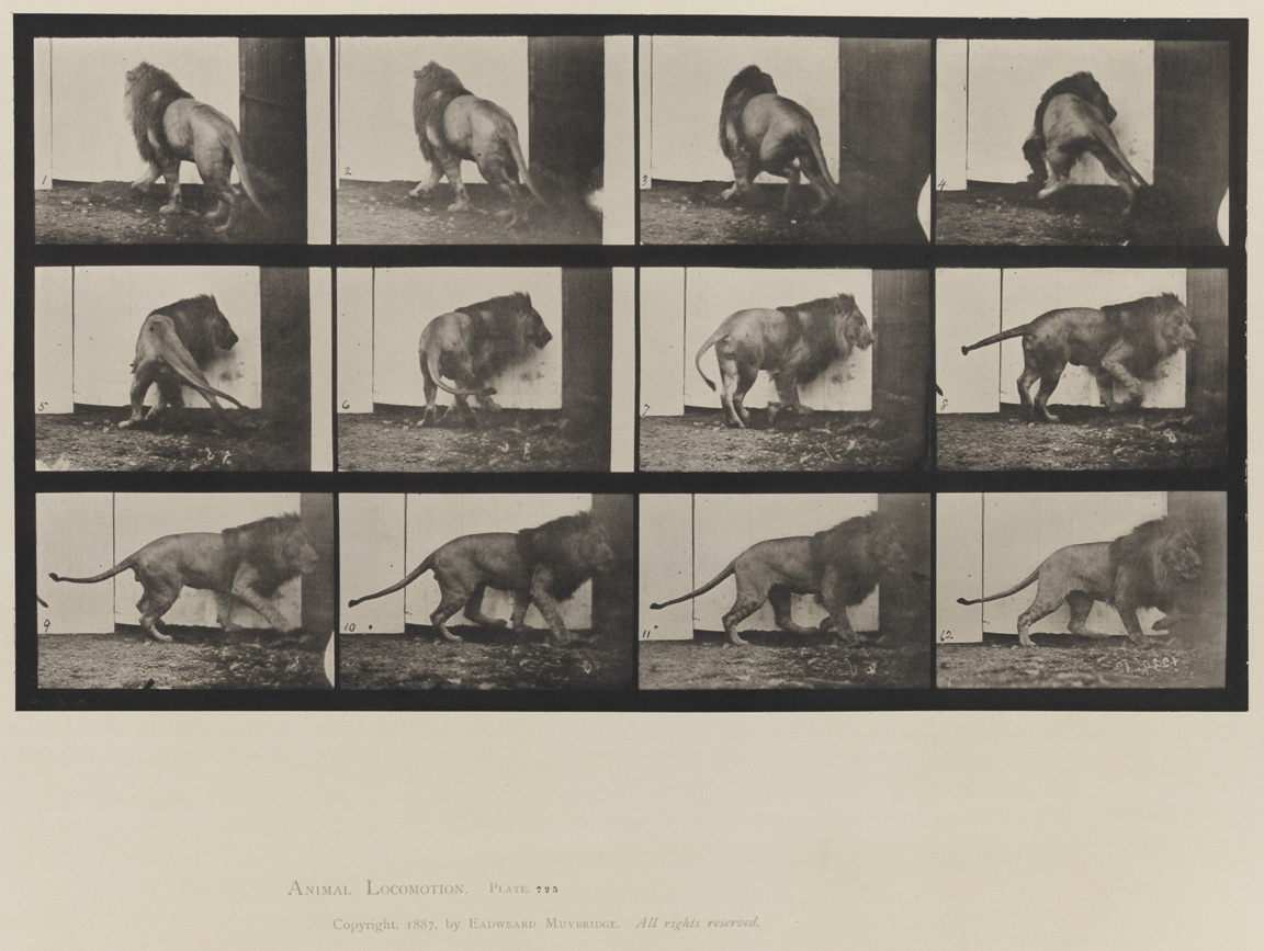 Animal Locomotion, Volume XI, Wild Animals and Birds. Plate 725