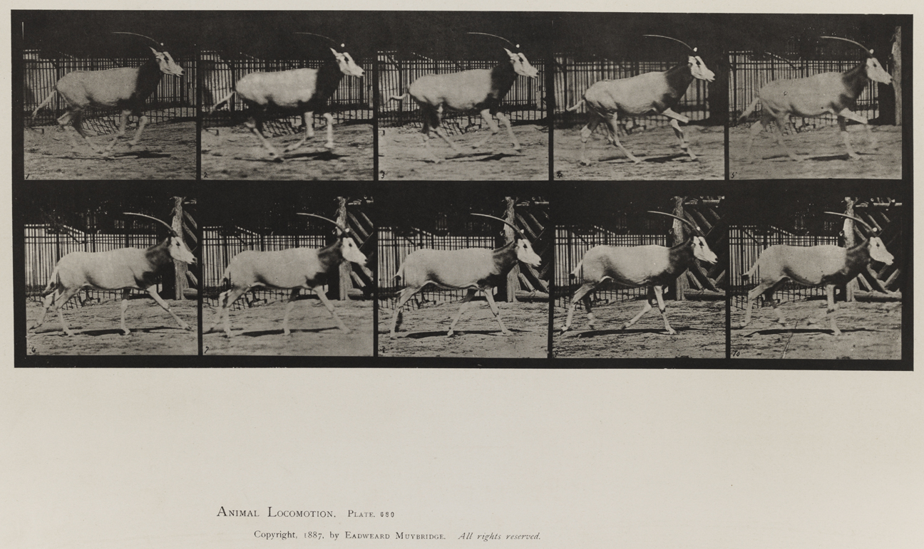 Animal Locomotion, Volume XI, Wild Animals and Birds. Plate 680