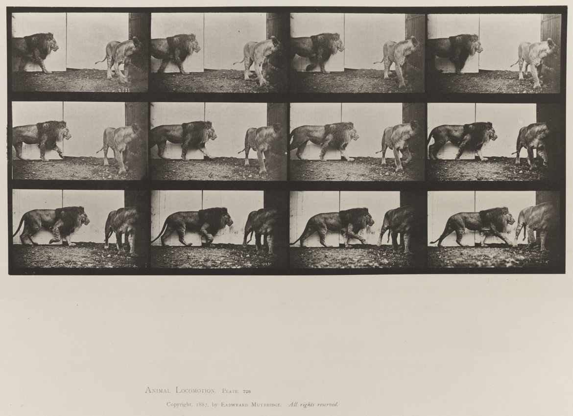 Animal Locomotion, Volume XI, Wild Animals and Birds. Plate 726