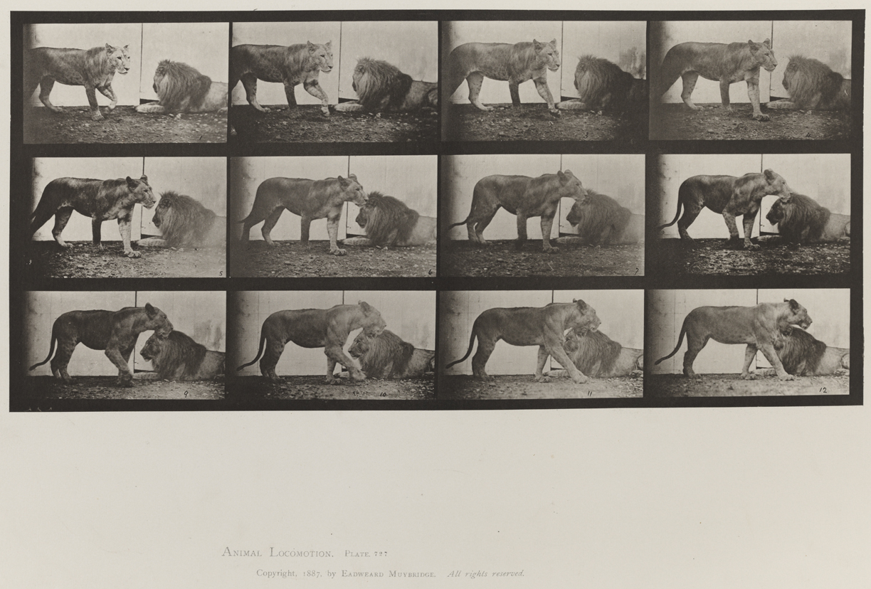 Animal Locomotion, Volume XI, Wild Animals and Birds. Plate 727