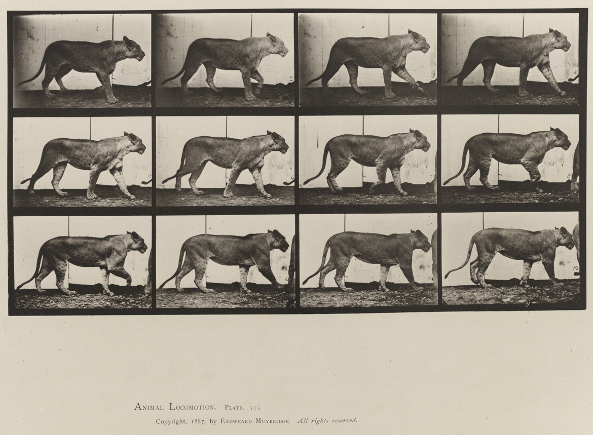 Animal Locomotion, Volume XI, Wild Animals and Birds. Plate 728