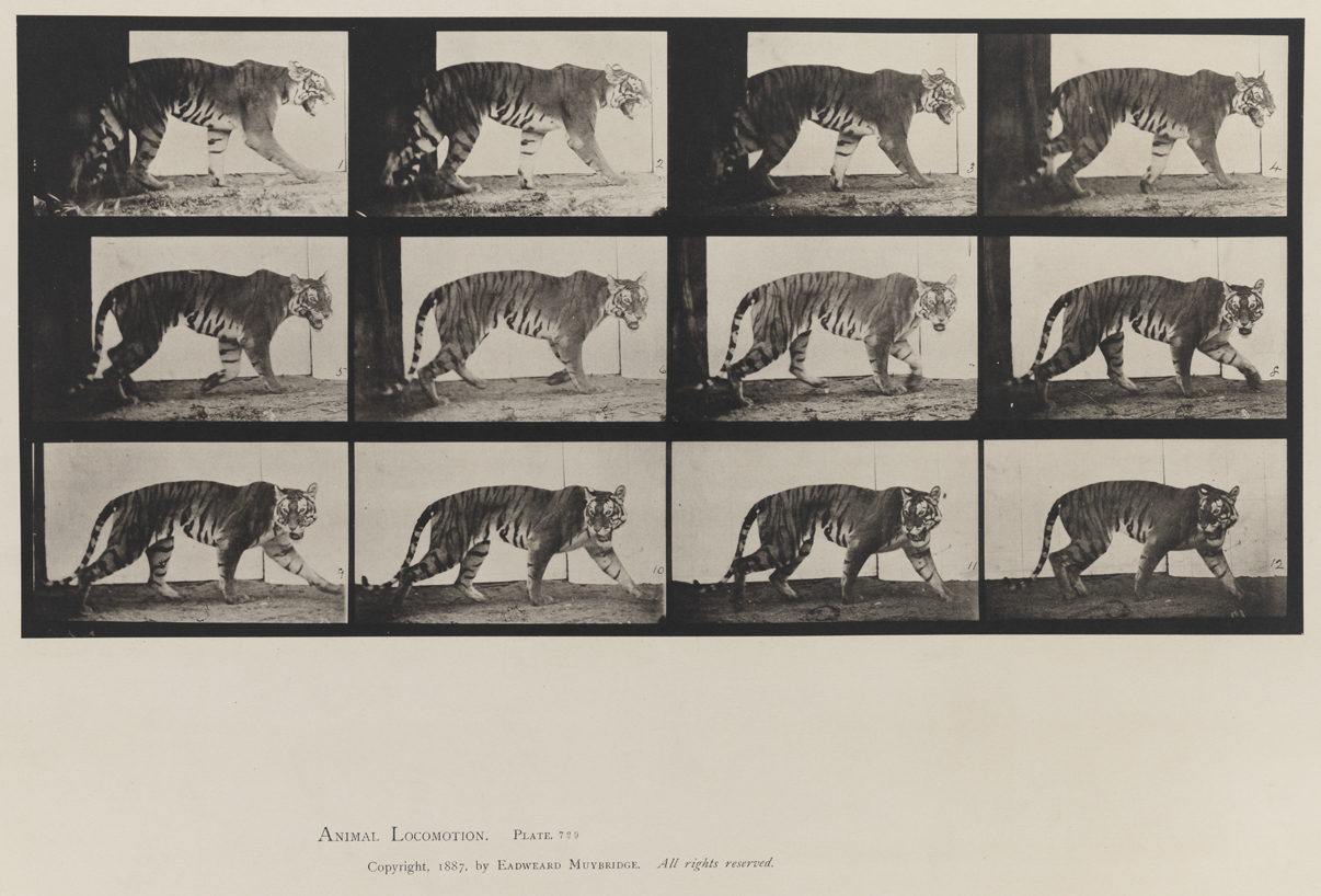 Animal Locomotion, Volume XI, Wild Animals and Birds. Plate 729