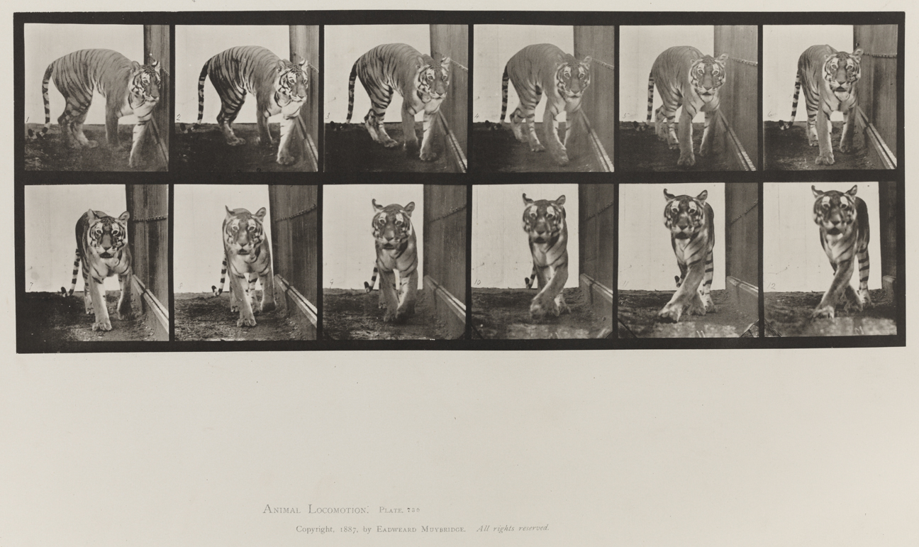 Animal Locomotion, Volume XI, Wild Animals and Birds. Plate 730