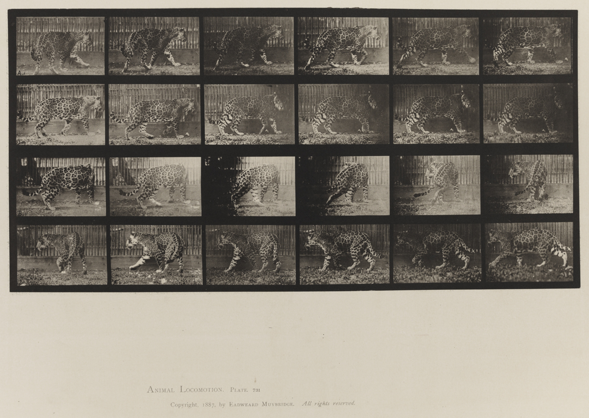 Animal Locomotion, Volume XI, Wild Animals and Birds. Plate 731