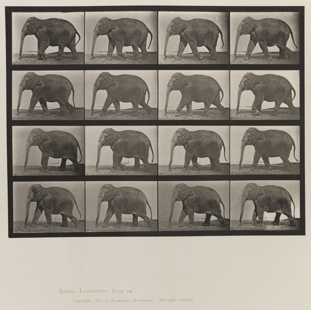 Animal Locomotion, Volume XI, Wild Animals and Birds. Plate 732