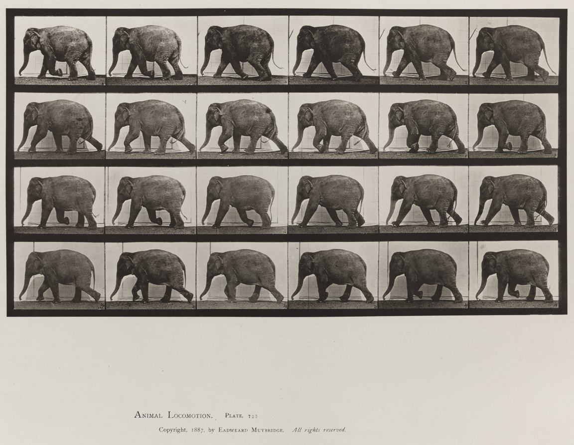 Animal Locomotion, Volume XI, Wild Animals and Birds. Plate 733