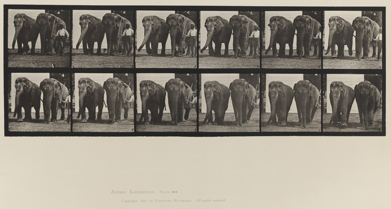Animal Locomotion, Volume XI, Wild Animals and Birds. Plate 734