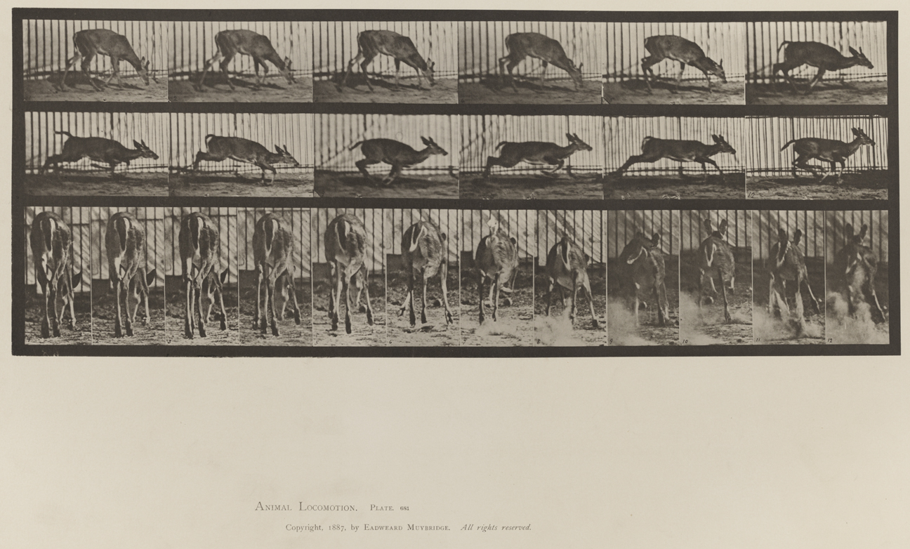 Animal Locomotion, Volume XI, Wild Animals and Birds. Plate 681