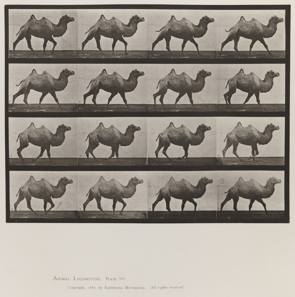 Animal Locomotion, Volume XI, Wild Animals and Birds. Plate 737