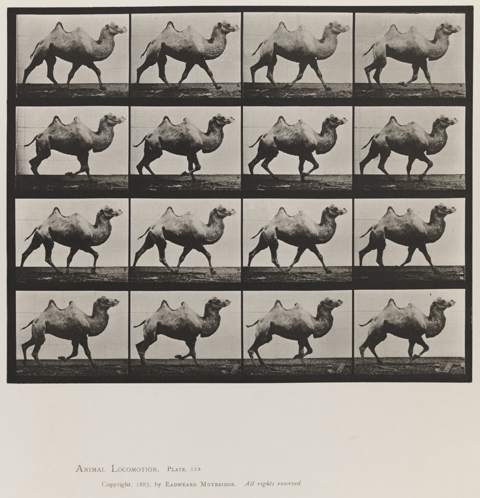 Animal Locomotion, Volume XI, Wild Animals and Birds. Plate 738