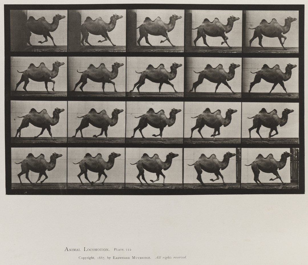 Animal Locomotion, Volume XI, Wild Animals and Birds. Plate 739