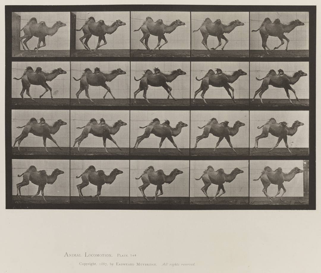 Animal Locomotion, Volume XI, Wild Animals and Birds. Plate 740
