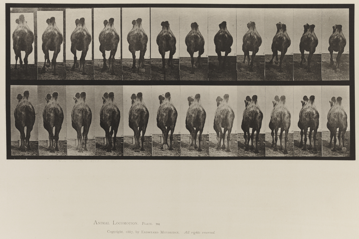 Animal Locomotion, Volume XI, Wild Animals and Birds. Plate 741