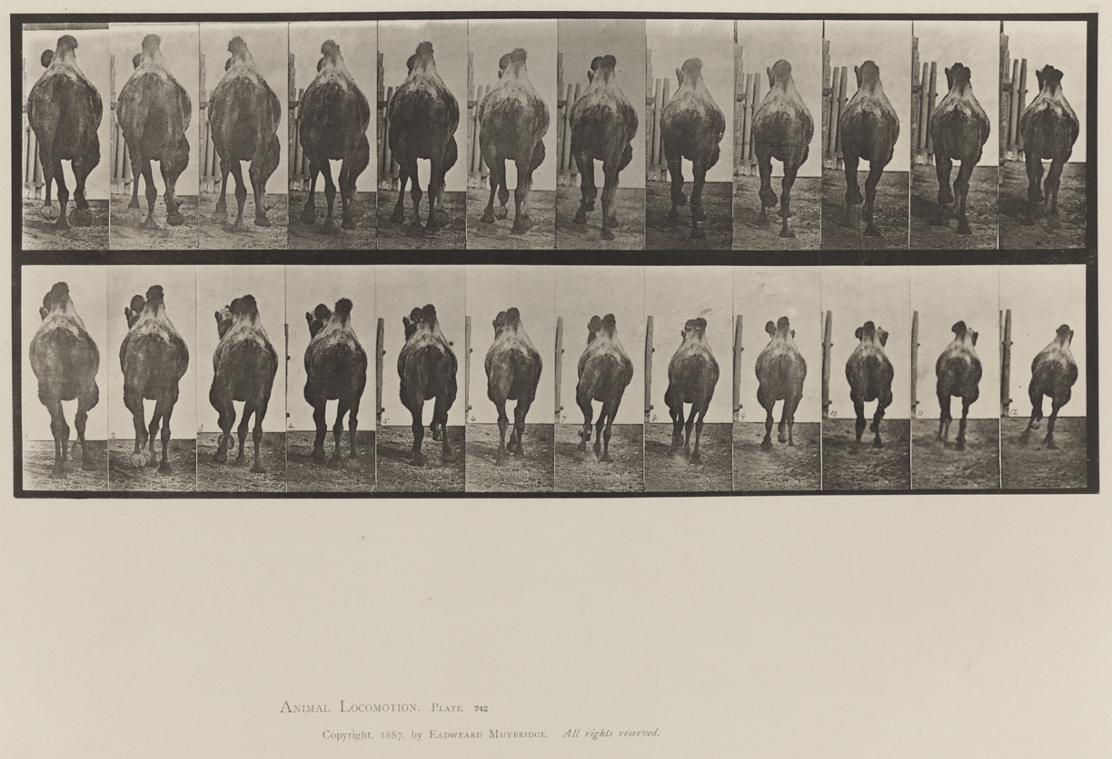 Animal Locomotion, Volume XI, Wild Animals and Birds. Plate 742