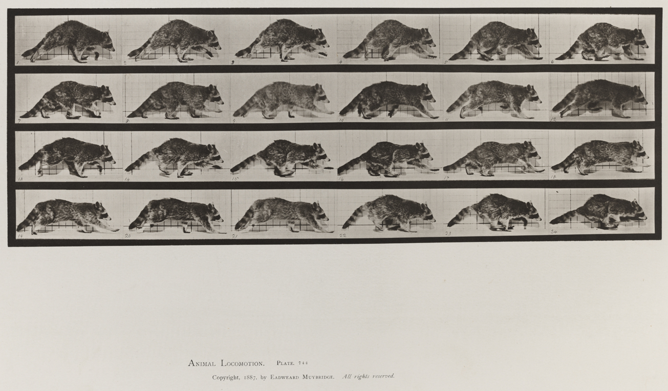 Animal Locomotion, Volume XI, Wild Animals and Birds. Plate 744