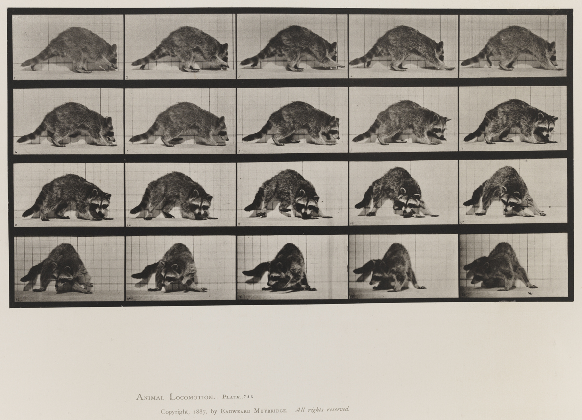Animal Locomotion, Volume XI, Wild Animals and Birds. Plate 745