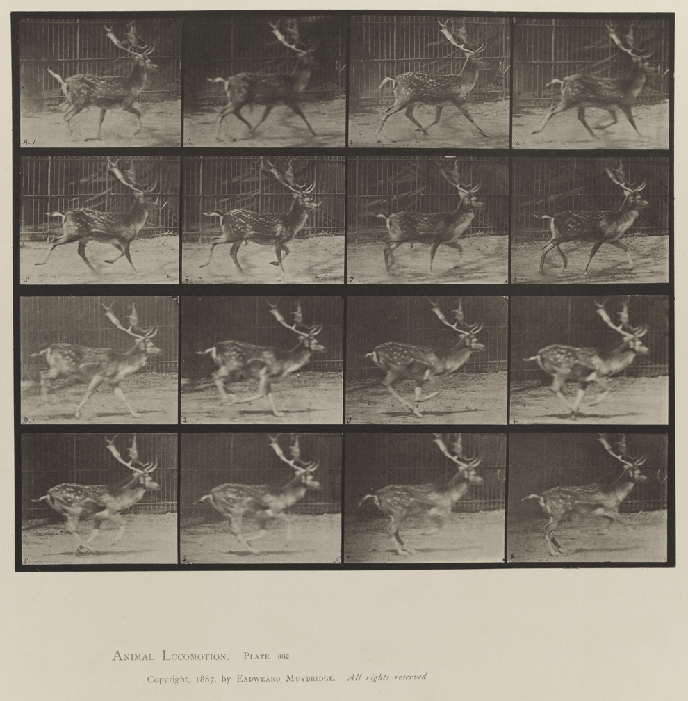 Animal Locomotion, Volume XI, Wild Animals and Birds. Plate 682