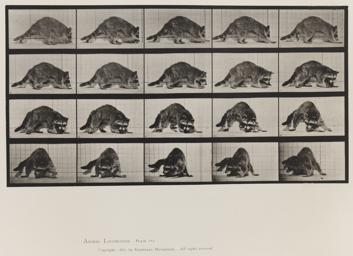 Animal Locomotion, Volume XI, Wild Animals and Birds. Plate 746